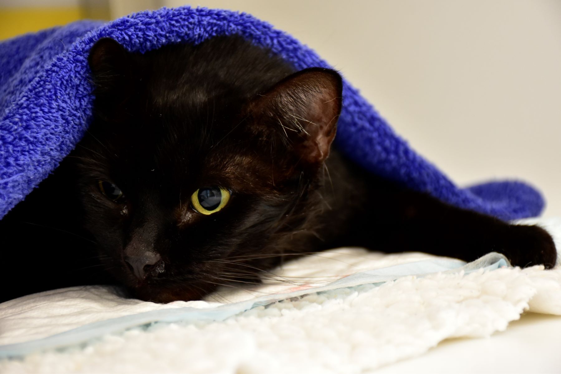 Actie Castratie kater / Sterilisatie poes