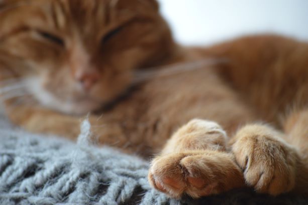 Column dierenarts Maike: Spoedpatient Fred